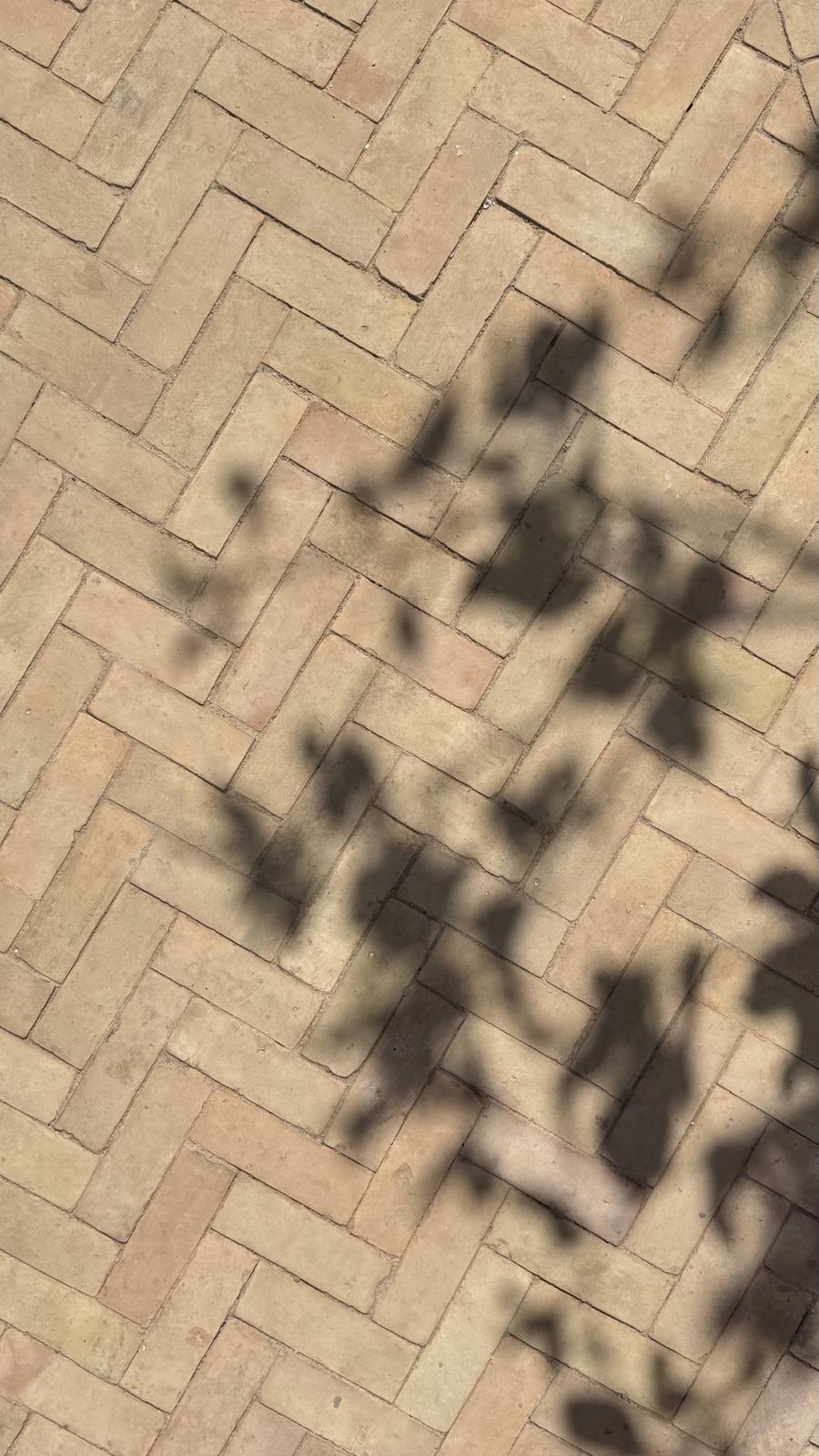 Terrasse en briques posées en chevrons, traversée par les ombres d'un feuillage au soleil